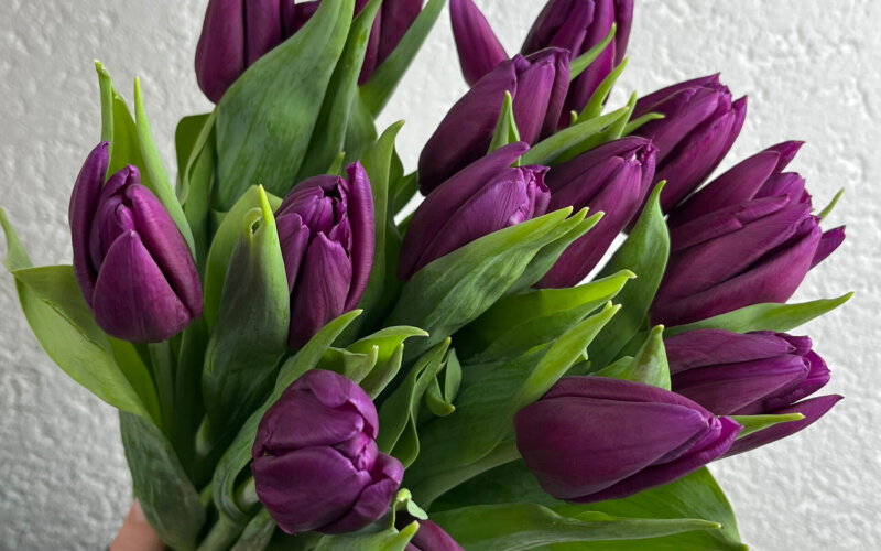 15 фиолетовых тюльпанов