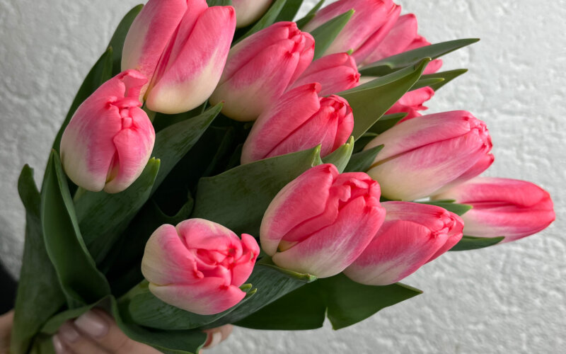 15 бело-розовых тюльпанов