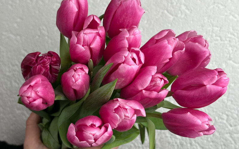 15 розовых тюльпанов