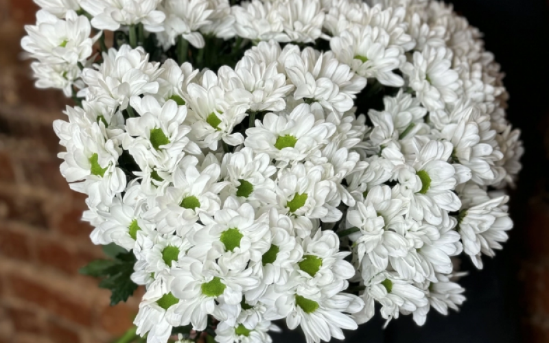 Хризантема «Кустовая»