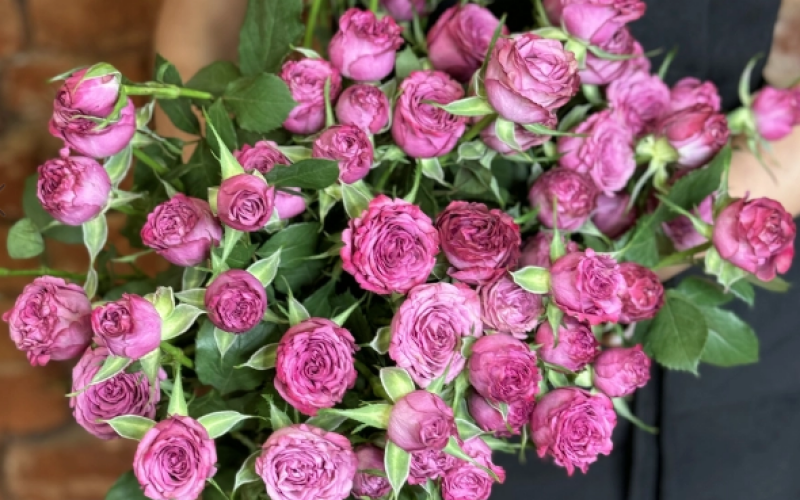 Роза «Кустовая»