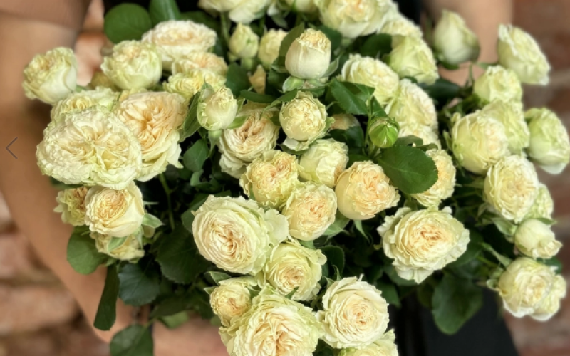 Розы «Кустовые пионовидные»