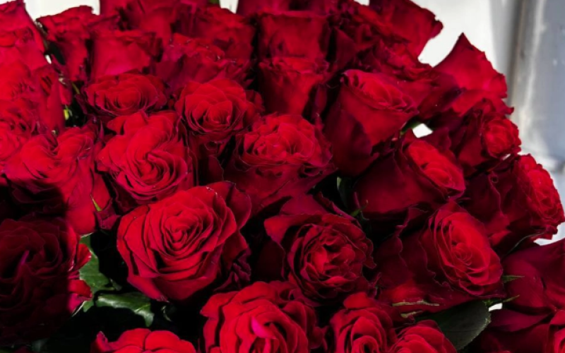 Розы «Кения»