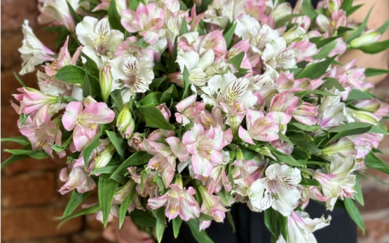 «Альстромерия микс»