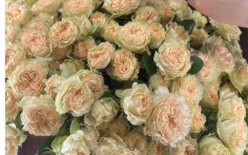 Роза «Кустовая»