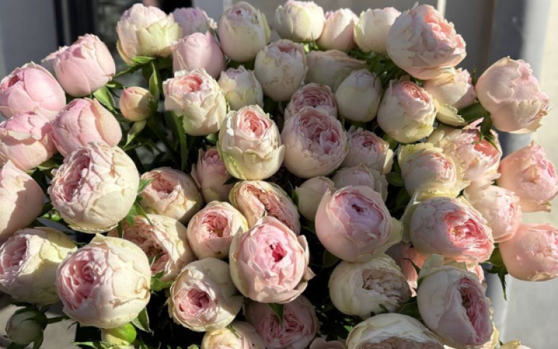 Розы «Кустовые»