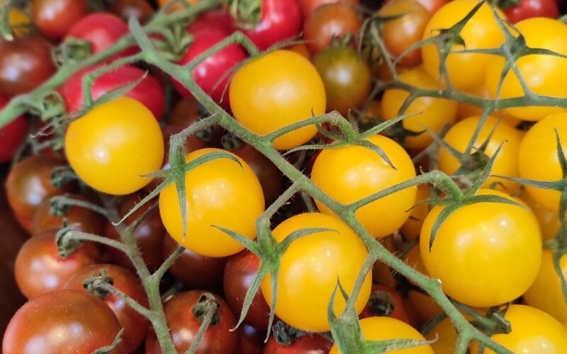 Томат черри разноцветные