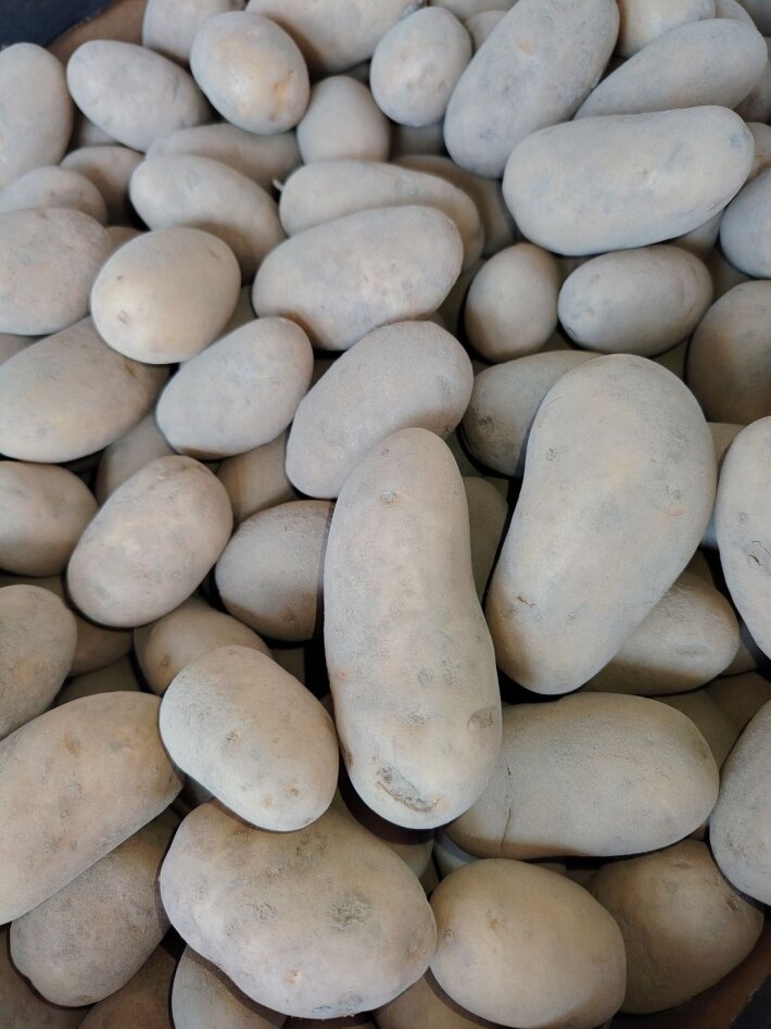 Картофель семенной 