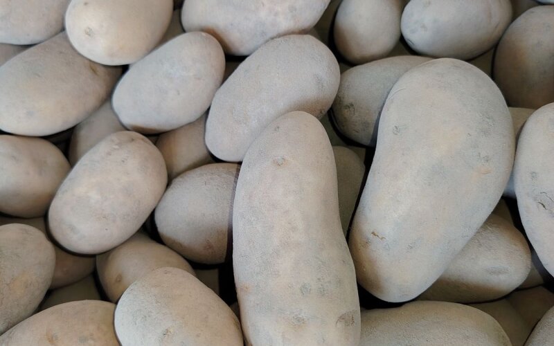 Картофель семенной "Галла"