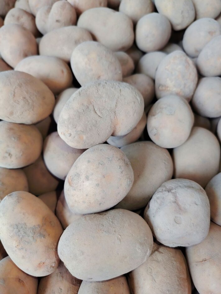 Картофель семенной 