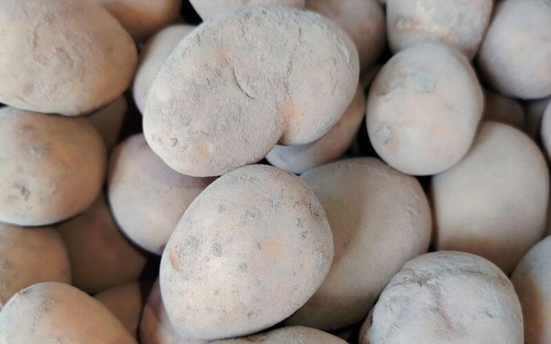 Картофель семенной "Королева Анна"