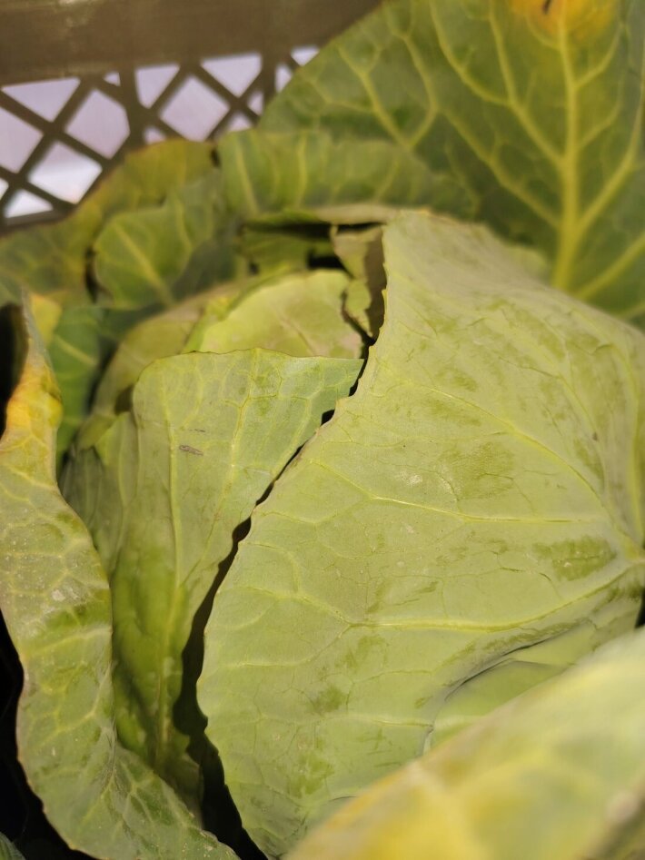 Капуста ранняя