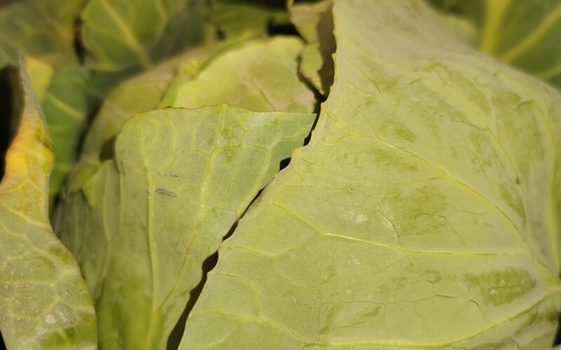 Капуста ранняя