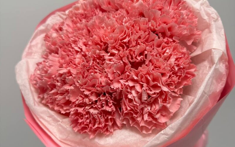 15 шт розовых диантусов в упаковке