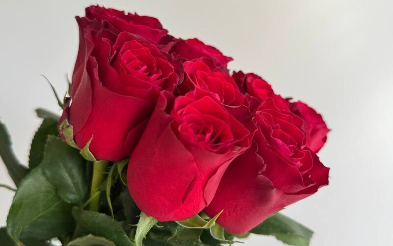 11 красных импортных роз 60 см