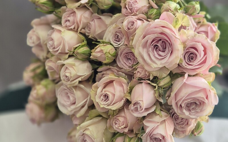 Кустовая роза