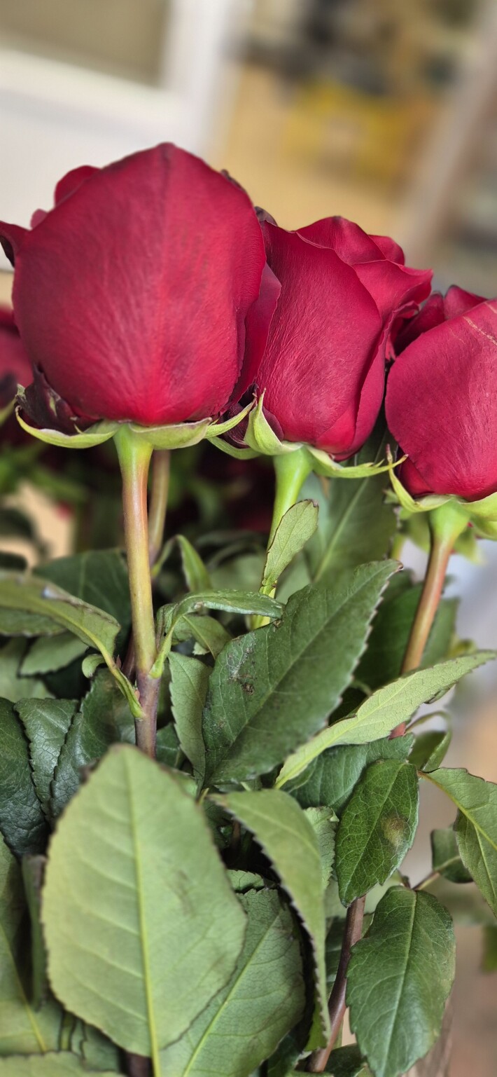 Роза Эксплорер 130см