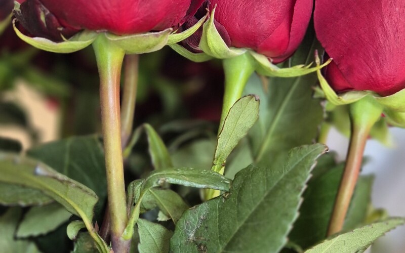 Роза Эксплорер 130см