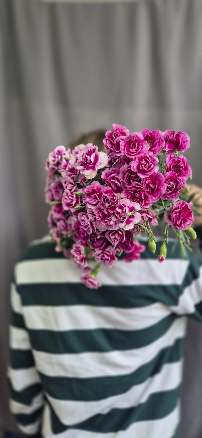 Гвоздика Шабо