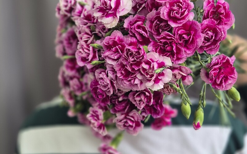 Гвоздика Шабо