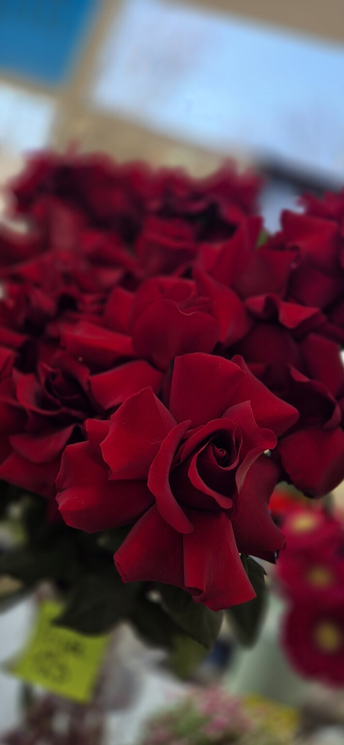 Французкая рза