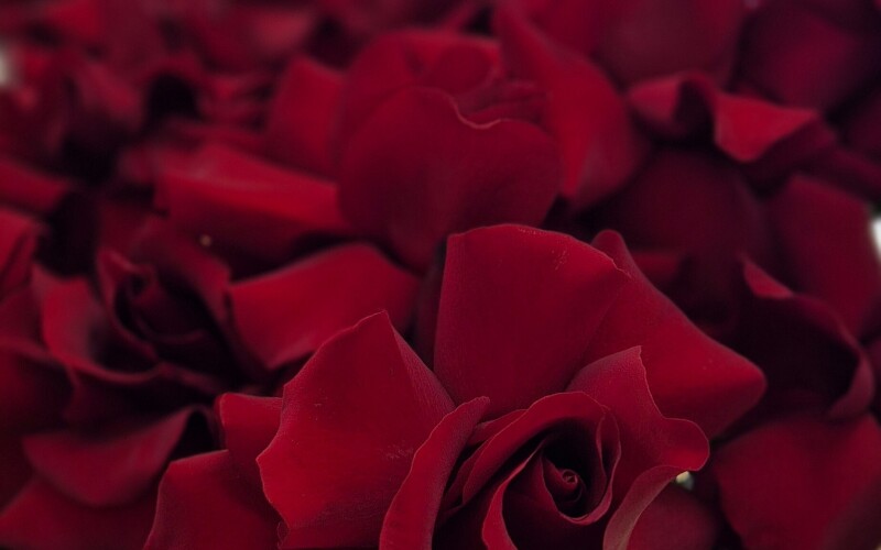 Французкая рза