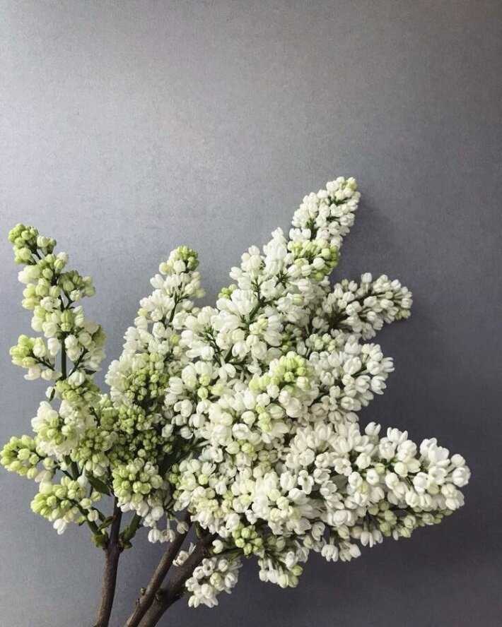 Сирень