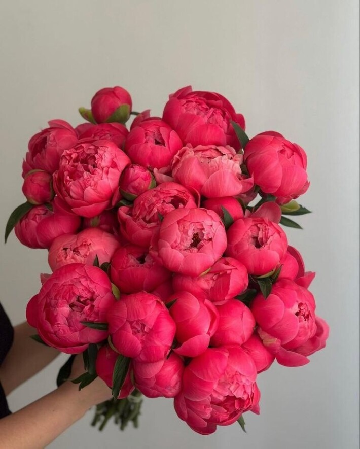 Пионы сорт 