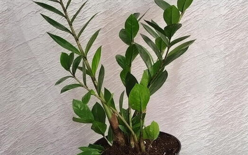 Замиокулькас 1
