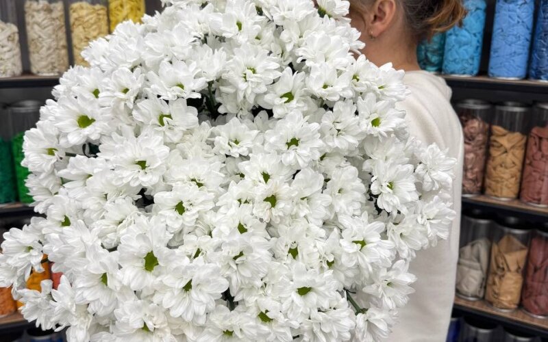 21 ветка ромашки- гигантский букет ромашек